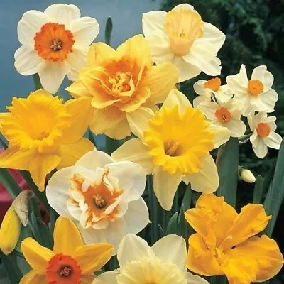 Daffodil Double Flower Bulbs (Multi Color) (Pack Of 1 Bulbs) • $12.56