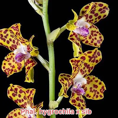 $25 • Buy Phalaenopsis Hygrochila X Sib Species - Seedlings
