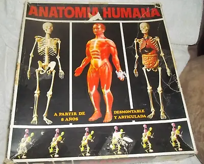 Vintage 1963 Human Anatomy Body Skeleton Bones Organs 1/5 Model In Original Box • $75