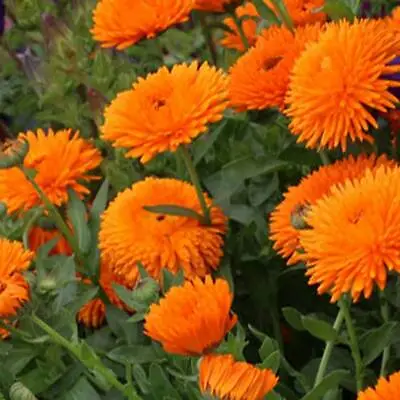 Calendula Officinalis 'Radio'- 100 / 500 Seeds - Pot Marigold • £0.99