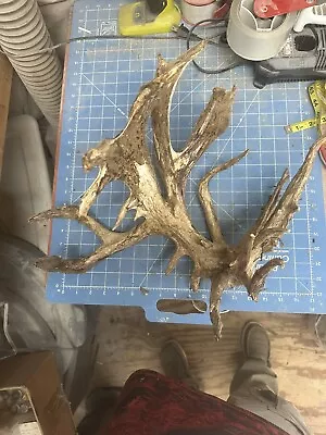 LARGE Freak Whitetail Deer Antlers Cuts Sheds Rack Taxidermy Mount Cabin Decor • $99.99