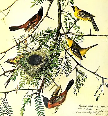 John James Audubon Birds ORCHARD ORIOLE Vintage Art Print Book Plate 131 • $14.99