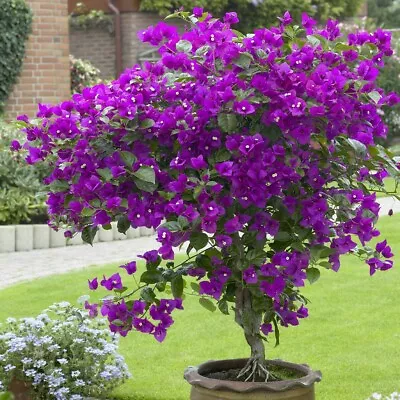 Well Rooted **VIOLET** Live Bougainvillea Starter/plug Plant* • $22.99