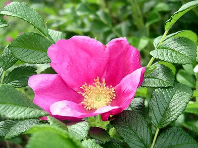 Pink Rugosa Rose Rosa Rugosa Pink Seeds (Hardy Fast Fragrant Edible) • $2.30