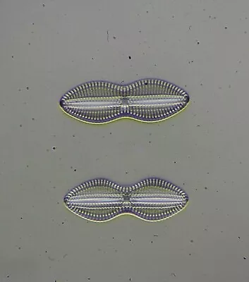 Vintage Microscope Slide By S.H.Meakin. Diatoms. Navicula Crabro. • $6.22