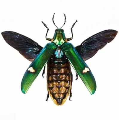 Megaloxantha Bicolor Green Buprestid Jewel Beetle Mounted Wings Spread • $16