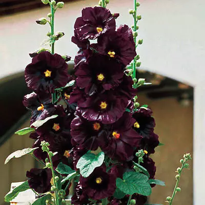 25 Hollyhock Jet Black Seeds   • £2.39