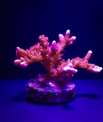 Orange Hirsuta Montipora - 1  Frag Live Coral - Beginner Coral • $25