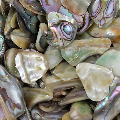 £4.99 • Buy Chakra Stone Abalone Shell Reiki Healing Gift Gemstone Large Fragments X10
