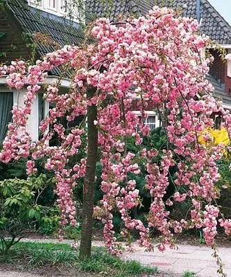 Cheal's Weeping Flowering Cherry Tree 4-5ft In 5L Pot P.Serrulata Kiku Shidare • £39.99