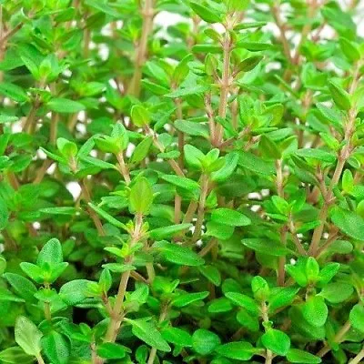 £0.99 • Buy Herb Thyme English Winter - 1000 Seeds