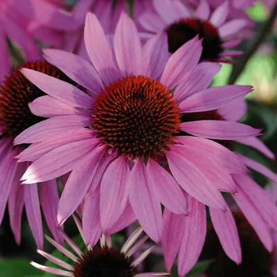 Echinacea Seeds Flowering Garden Plants 'Pink Parasol' 1 Packet 35 Seeds T&M • £3.99