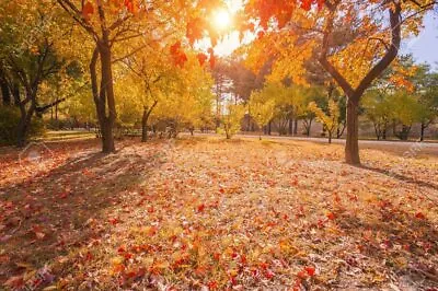 50 Sugar Maple Tree Seeds Grow Vibrant Yellow Fall Leaves Acer Saccharum • $9.68