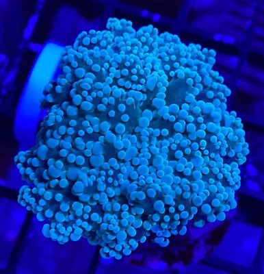 Live Coral Frag Absolutely Fish Naturals Green  Yaeyamaensis WYSIWYG Frogspawn • $44.99