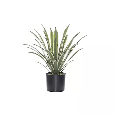 Rogue Sisal Agave-Garden Pot Variegated 50x50x41cm • $97.97