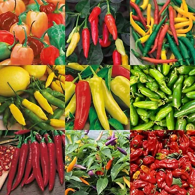 Chilli Pepper Seeds Selection Mr Fothergill's Hot & Mild Chili FREE UK DELIVERY • £3.47