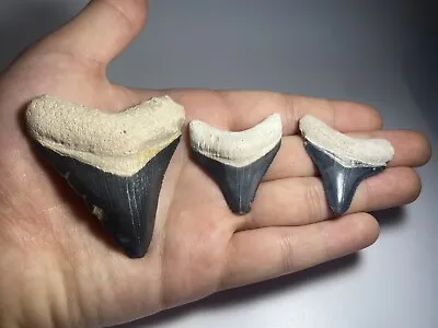 Bone Valley Lot Megalodon Shark Teeth Fossils Florida Sharktooth • $160
