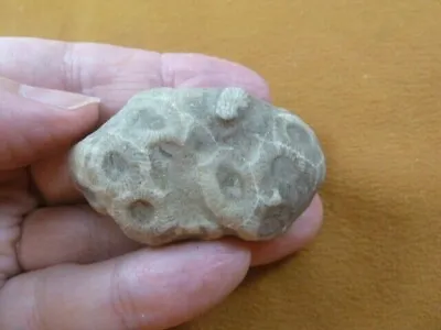 (F831-368) 2  Unpolished Petoskey Stone ANCIENT Coral Specimen MI State Rock • $20.99