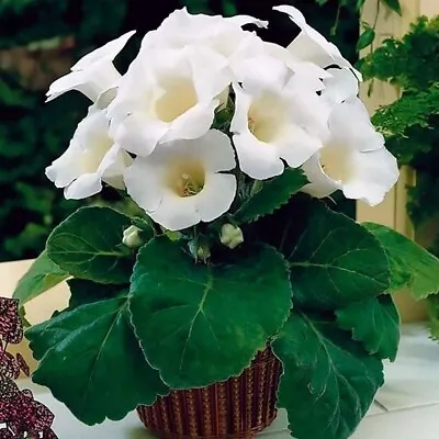 White Gloxinia Flower Seeds 200 Seeds Perennial Potted White Gloxinia Flowers • £3.49