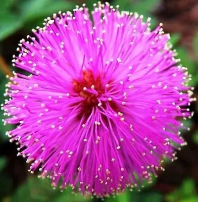 100 PURE Seeds Sensitive Plant Sleepy Mimosa Shameplant TouchMeNot Dwarf Flower • $4.50