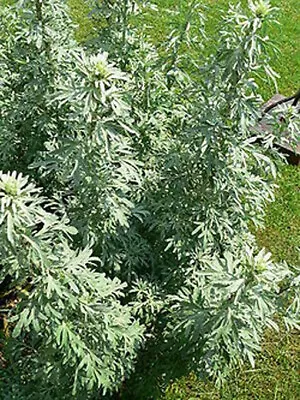 Artemisia Absinthium - 1000 Seeds - Wormwood Medicinal Plant • £1.50