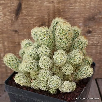 A6836 MAMMILLARIA ELONGATA Pot12-H14-W15 Cm MaMa Cactus • $15