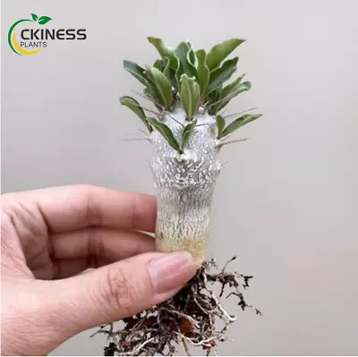 7-9cm Succulent Cactus Live Plant Pachypodium Saundersii Potted Garden Plants • $15.76