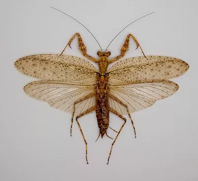 Mantidae -  Theopompa Sp - Cameron Highlands Malaysia - Large - Rare (BM112) • $69.98