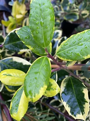 Ilex Holly Golden King Garden Plant Bush Tree Evergreen Hardy Shrub 2lt Pot • £14.99