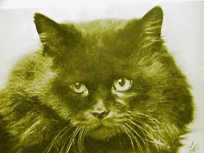 £16.12 • Buy LONG-HAIRED BLACK CAT KITTEN 1932 Art Print Matted