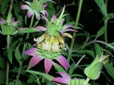 100 SPOTTED BEE BALM Monarda Punctata Flower Herb Horesemint Dotted Mint Seeds • £2.41