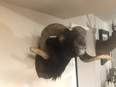 $749 • Buy Bighorn Ram Sheep Taxidermy