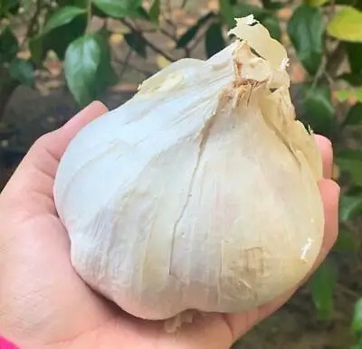 Elephant Garlic 2 Huge Bulbs Fresh For Planting Eating And Cooking California  • $21