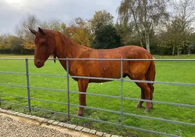 Huge Cast Iron Horse Sculpture Statue - Lifesize - Garden Stables Courtyard • £6995