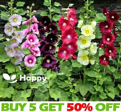 HOLLYHOCK SINGLE MIX - 110 SEEDS -  Alcea Ficifolia - PERENNIAL TALL  FLOWER • £2.20