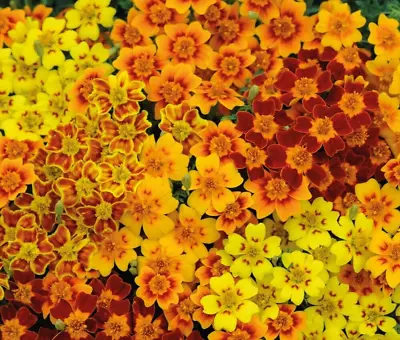 Tagetes Tenuifolia Signed Marigold Starfire Mixed 400 Seeds+FREE PLANT LABEL • £0.99