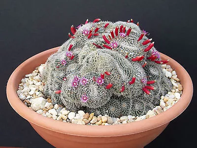 Mammillaria Perbella Rare Flower Cacti Pincushion Globular Cactus  Seed 15 SEEDS • $8.99