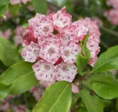 4 Mountain Laurel (Kalmia Latifolia) Bush / Shrub  Native Plants Bare Root  • $32