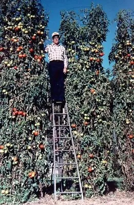 30+ Trip L Crop Tomato Seeds - TOMATO TREE -- 15 FOOT VINES -- HUGE ------- RARE • $2.88