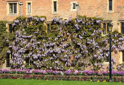 £1.85 • Buy WISTERIA SINENSIS - STUNNING Purple Pendulous Climber. 5 SEEDS-easy To Germinate