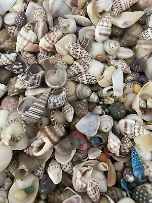 500+ Tiny Mixed Seashells Assorted Craft Shells Mix  Free Shipping • $14.99