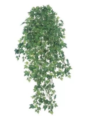 Mini German Ivy With 1082 Leaves Bush Of 14 Stems 34in Green • $13.49