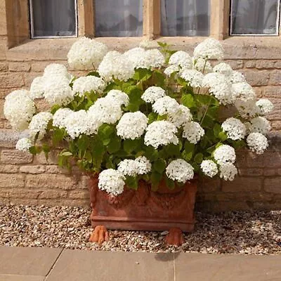 £28.02 • Buy Hydrangea Plant White Incrediball Strong Annabelle Flowering Shrub Garden 3L Pot