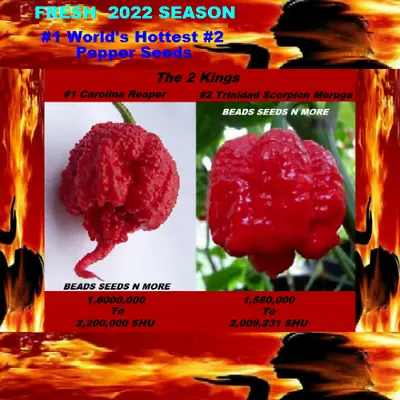  COMBO PACK   THE 2 KINGS Carolina Reaper HB22a - Trinidad Scorpion  80+ Seeds • $9.50