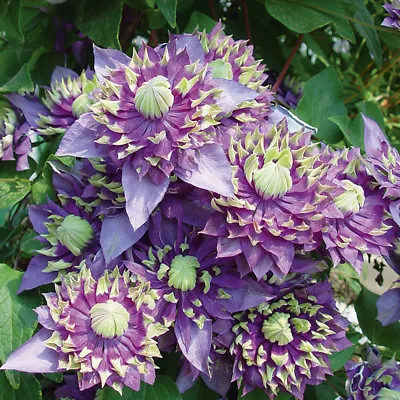 £14.99 • Buy NEW Clematis Taiga. Climbing Plant With Unique Flower In 9cm Pot.