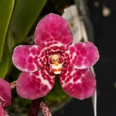 $55 • Buy Select Barrita Orchids Sarcochilus INDP/053