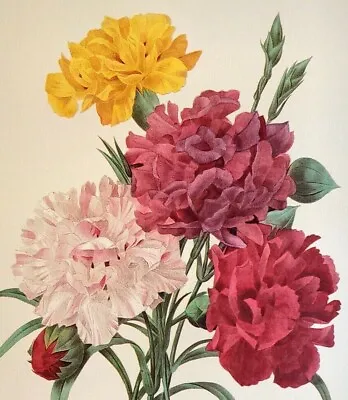 P. J. Redoute Flowers Print OEILLET VARIETE Botanical Art Print Book Plate 89 • $13.59
