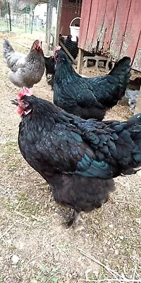 5+ French Blue And Black Copper Maran Hatching Eggs • $18