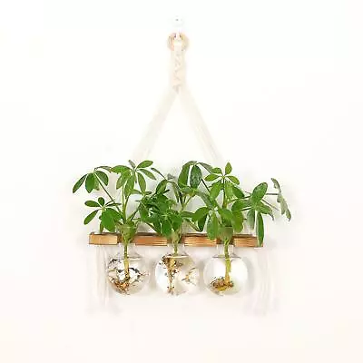 £18.16 • Buy Wall Hanging Planter Terrarium For Hydroponic Plants Propagation Station Flower