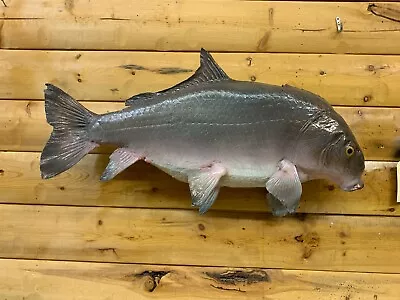 Huge Real Skin Mount Small Mouth Buffalo Carp Rough Fish Sucker Taxidermy FC16 • $399